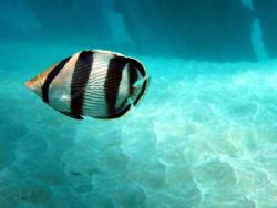 Black banded butterflyfish at Aguadilla. by Yamil Merced 